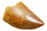 Serrated Raptor Tooth - Real Dinosaur Tooth #364829-1